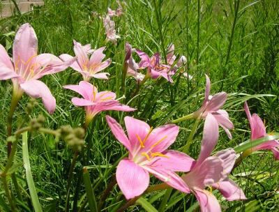 pink rain lily